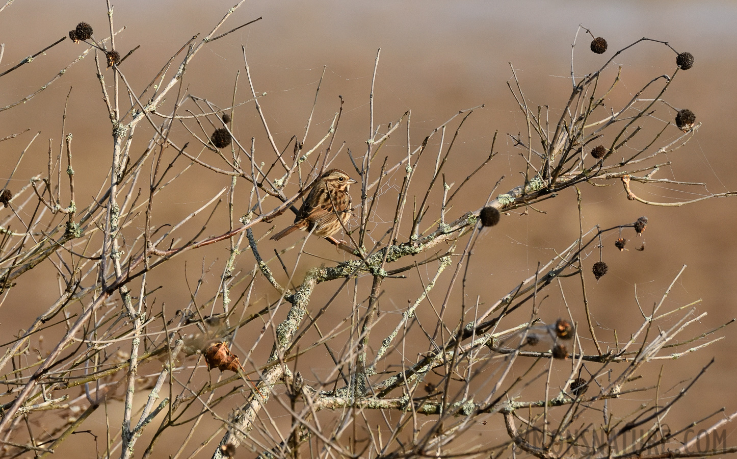 Melospiza melodia melodia [400 mm, 1/1250 Sek. bei f / 8.0, ISO 1600]